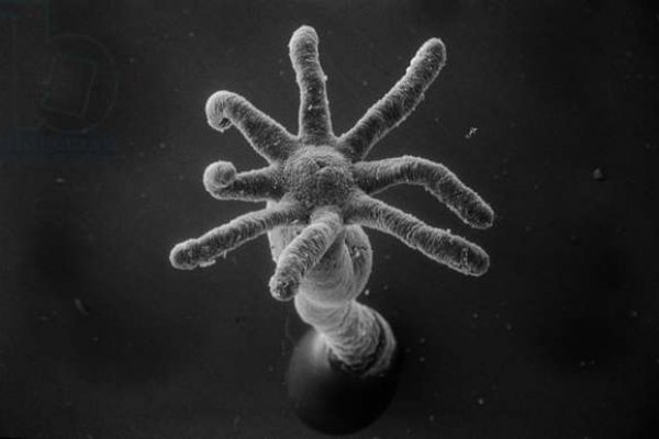 Kraken даркнет рынок
