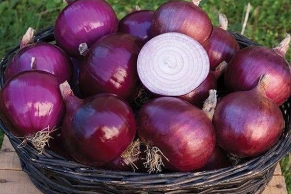 Кракен актуальная ссылка тор